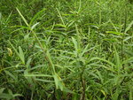 vignette Hebe salicifolia