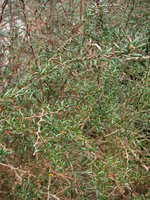 vignette Berberis stenophylla