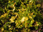 vignette Abelia x grandiflora 'Francis Mason' - Abelia dor