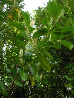vignette Prunus laurocerasus 'Caucasica'
