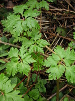 vignette Geranium robertianum - Herbe  robert