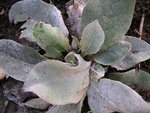 vignette Verbascum thapsus - Bouillon blanc