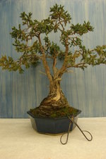 vignette Juniperus squamata 'Meyeri' / genvrier