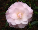 vignette Camélia ' MIMOSA JURY ' camellia hybride