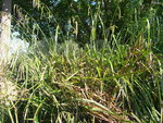 vignette Carex pendula