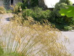 vignette Stipa gigantea