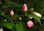 vignette Camélia ' Quintessence ' camellia hybride  parfumé, champêtre