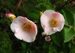 vignette Camélia ' Quintessence ' camellia  hybride  parfumé