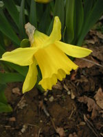 vignette Narcissus 'Golden Harvest'