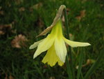 vignette Narcissus pseudonarcissus