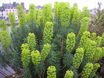 vignette Euphorbia characias