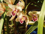 vignette Cymbidium