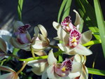 vignette Cymbidium