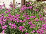 vignette Dianthus corsicus