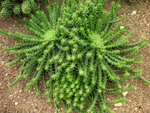 vignette Euphorbia pugniformis