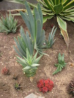 vignette Aloe plicatilis et autres succulentes