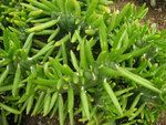 vignette Opuntia sp cristata (O. subulata?)
