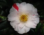 vignette Camélia ' DAINTY  (CALIFORNIA) ' camellia japonica