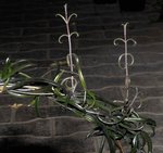 vignette Bryophyllum scandens