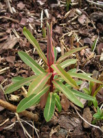 vignette Euphorbia griffithii ' Fireglow'