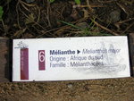 vignette Melianthus major