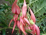 vignette clianthus puniceus (floraison)