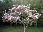 vignette Magnolia x soulangeana - Magnolia de Soulange