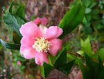 vignette Camélia ' KINGO-TSUBAKI' camellia japonica