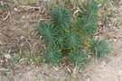 vignette Euphorbia characias