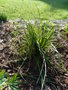 vignette kniphofia orange