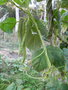vignette Phaseolus vulgaris