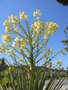 vignette Yucca rigida (fleurs)