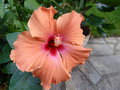 vignette Hibiscus rosa sinensis hybride