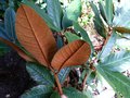 vignette Rhododendron Fulvum ssp fulvoides aux grandes feuilles au bel indumentum au 13 10 13