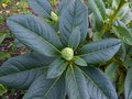 vignette Rhododendron Mi Amor aux grandes feuilles et aux gros boutons verts au 13 10 13