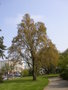 vignette Quercus robur 'Pyramidalis '- Chne pdoncul pyramidal