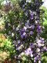 vignette Brunfelsia pauciflora -