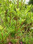 vignette Clerodendron ugendense