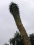 vignette Yucca filifera (form)