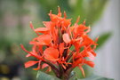 vignette Hedychium rubrum