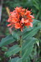 vignette Hedychium rubrum