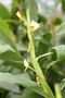 vignette Hedychium horsfieldii