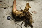 vignette Hedychium coronarium maximum