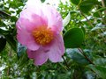 vignette Camellia sasanqua Plantation pink premières fleurs au 17 10 13