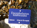 vignette Encephalartos hildebrandtii