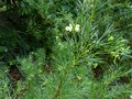 vignette Grevillea gracilis alba qui débute sa floraison au 17 10 13