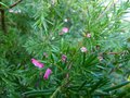 vignette Grevillea rosmarinifolia jenkinsii qui recommence une très longue floraison au 17 10 13