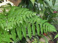 vignette Hypolepis tenuifolia