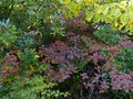 vignette Rhododendron jolie madame en couleurs d'automne au 19 10 13