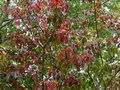 vignette Parrotia persica Vanessa qui vire à l'automne au 19 10 13